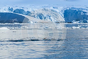 Adelie penguin porpoising,Paradise bay ,