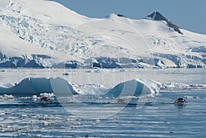 Adelie penguin porpoising,Paradise bay ,