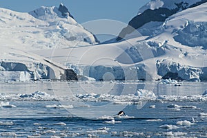 Adelie penguin porpoising,Paradise bay