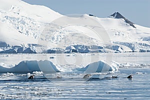 Adelie penguin porpoising,Paradise bay , Antarctic peninsula,