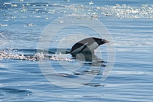 Adelie penguin porpoising,Paradise bay , Antarctic peninsula,