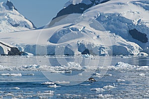 Adelie penguin porpoising,Paradise bay , Antarctic peninsula,