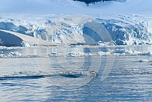 Adelie penguin porpoising,Paradise bay , Antarctic peninsula,