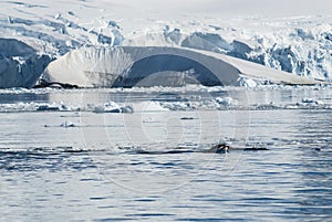 Adelie penguin porpoising,Paradise bay , Antarctic peninsula,