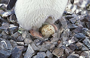 Adelie Penguin, pygoscelis adeliae, Adult with Egg, Paulet Island in Antarctica