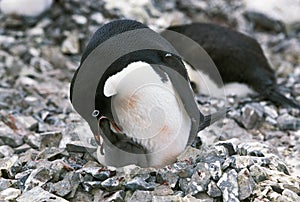 ADELIE PENGUIN pygoscelis adeliae, ADULT FEEDING CHICK, PAULET ISLAND, ANTARCTICA