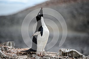 Adelie Penguin - Pygoscelis adeliae - calling out in colony. Wildlife at Paulet Island, Antarctica