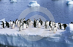 Adelie Penguin, pygoscelis adeliae, Colony on Ice Field, Paulet Island in Antarctica