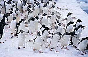 Adelie Penguin, pygoscelis adeliae, Colony on Ice Field, Paulet Island in Antarctica