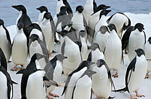 Adelie Penguin, pygoscelis adeliae, Colony on Ice Field, Paulet Island in Antarctica