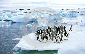 ADELIE PENGUIN pygoscelis adeliae, COLONY ON PAULET ISLAND, ANTARCTICA