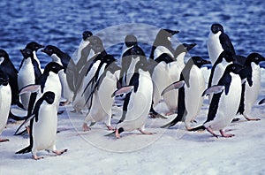 ADELIE PENGUIN pygoscelis adeliae, COLONY ON PAULET ISLAND, ANTARTICA