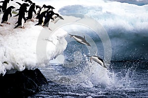 ADELIE PENGUIN pygoscelis adeliae, COLONY ON PAULET ISLAND, GROUP LEAPING INTO OCEAN, ANTARTICA