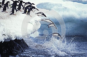 ADELIE PENGUIN pygoscelis adeliae, COLONY ON PAULET ISLAND, GROUP LEAPING INTO OCEAN, ANTARTICA