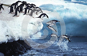 Adelie Penguin, pygoscelis adeliae, Group Leaping into Ocean, Paulet Island in Antarctica