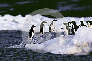 ADELIE PENGUIN pygoscelis adeliae, GROUP LEAPING OUT OF WATER, ANTARCTICA