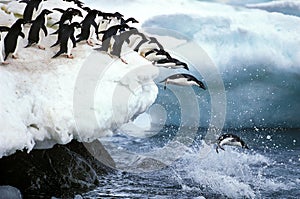 ADELIE PENGUIN pygoscelis adeliae, GROUP LEAPING INTO WATER, PAULET ISLAND IN ANTARCTICA