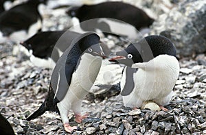 ADELIE PENGUIN pygoscelis adeliae, PAIR AT NEST, PAULET ISLAND, ANTARCTICA