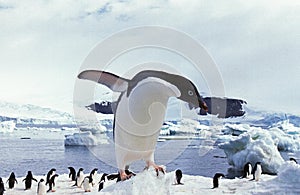Adelie Penguin, pygoscelis adeliae, Paulet Island in Antarctica