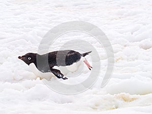 Adelie penguin, Pygoscelis adeliae, sliding across snow, Petermann Island, Antarctic Peninsula, Antarctica