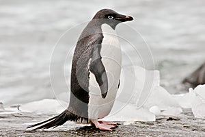 Adelie penguin - Pygoscelis adeliae - standing in front of ice