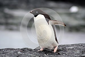 Adelie penguin on the shore close-up in the Antarctica