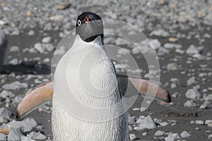 Adelie Penguin showing off at Devil Island, Antarctica