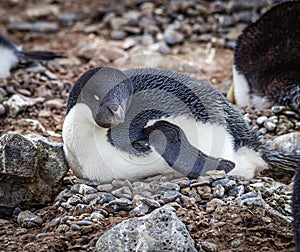 Adelie penguin sits on stoney nest in spring