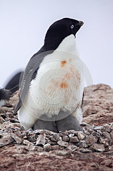 Adelie Penguin sitting on her stone nest protecting her two chicks.