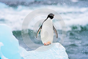 Adelie Penguin sitting on an iceberg