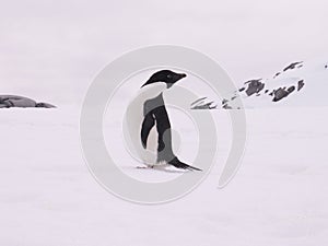 Adelie penguin in the snow