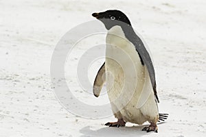 An Adelie Penguin standing in the snow
