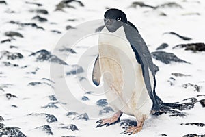 An Adelie Penguin standing in the snow