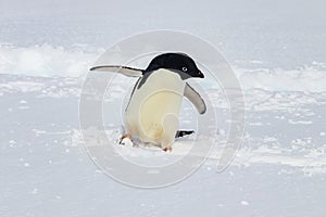 Adelie penguin standing in snow. Flippers spread. Looking to the side.