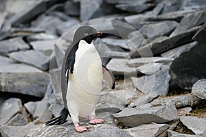 Adelie Penguin standing on stones at Paulet Island, Antarctica