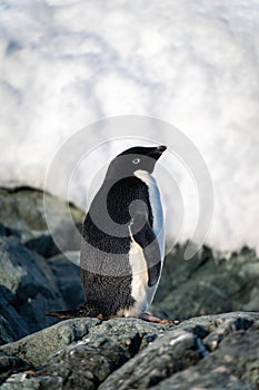 Adelie penguin stands on rock near snow