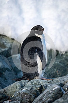 Adelie penguin stands on rock turning head