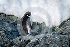Adelie penguin stands on rock watching camera