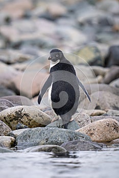 Adelie penguin stands on rocks looking back