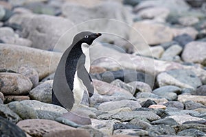 Adelie penguin stands on rocks in profile