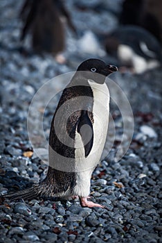 Adelie penguin in sunshine looking at camera