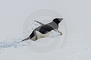 Adelie penguin swimming through snow. Flippers spread.