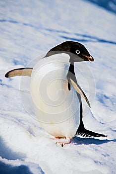 Adelie penguin walking over the snow, Antarctica