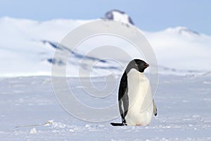 Adelie penguin walking on the sea ice in Antarctica