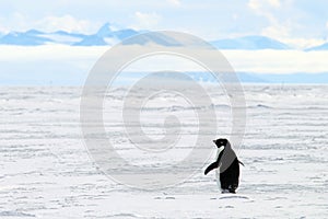 Adelie penguin walking on the sea ice in Antarctica