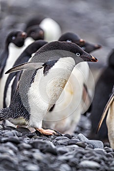 Adelie penguin walking toward water, facing right