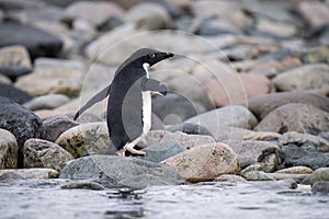 Adelie penguin walks across shingle by water