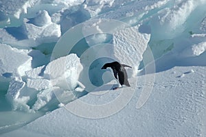 Adelie penguin wants to jump