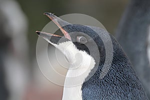 Adelie penguin young, Antarctia