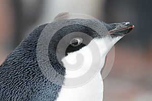 Adelie penguin young, Antarctia